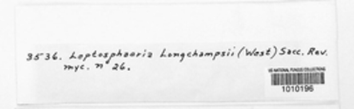 Leptosphaeria longchampsi image
